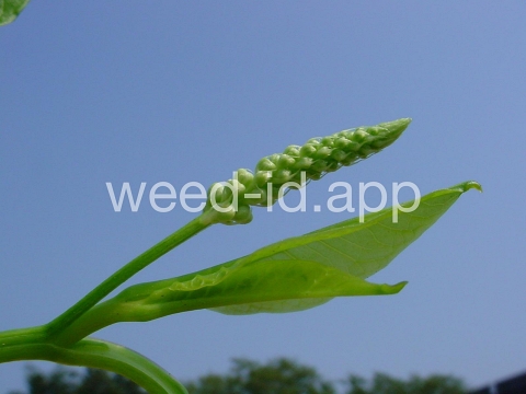 pokeweed, common
